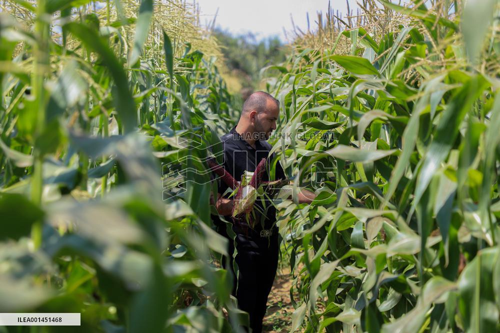 MIDEAST-GAZA-RED CORN