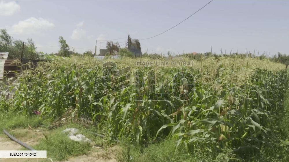 Businessman brings red corn back to hometown Gaza from China