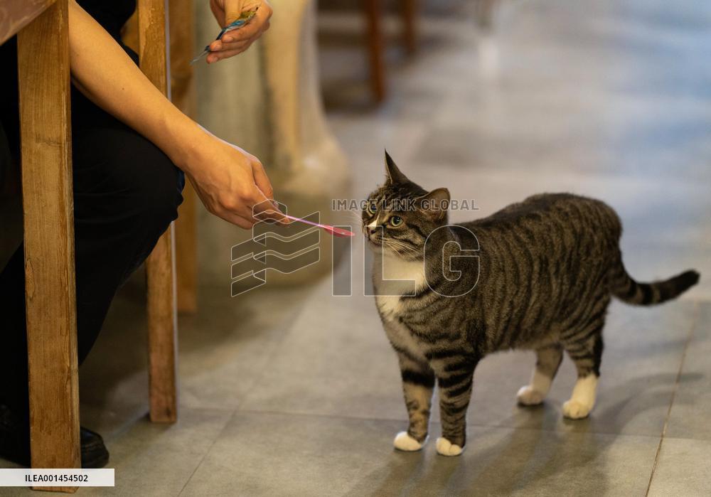 CHINA-BEIJING-DAILY LIFE-CAT CAFE (CN)