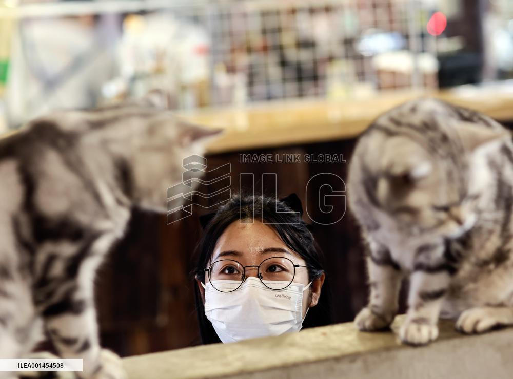 CHINA-BEIJING-DAILY LIFE-CAT CAFE (CN)