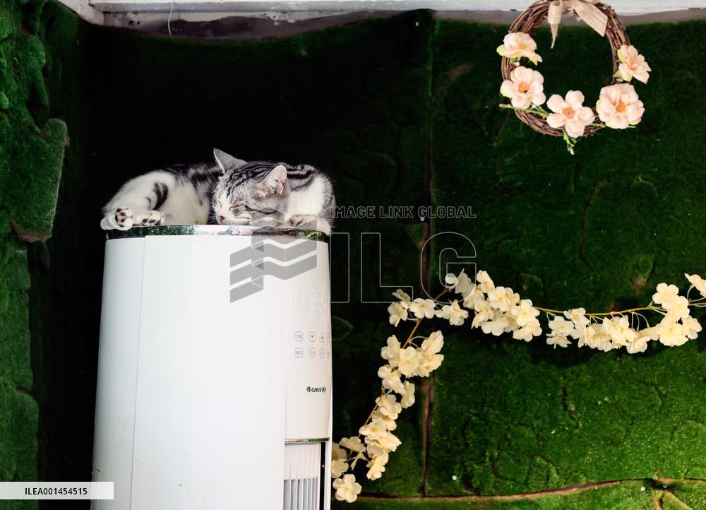 CHINA-BEIJING-DAILY LIFE-CAT CAFE (CN)