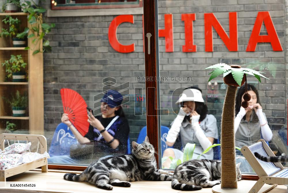 CHINA-BEIJING-DAILY LIFE-CAT CAFE (CN)