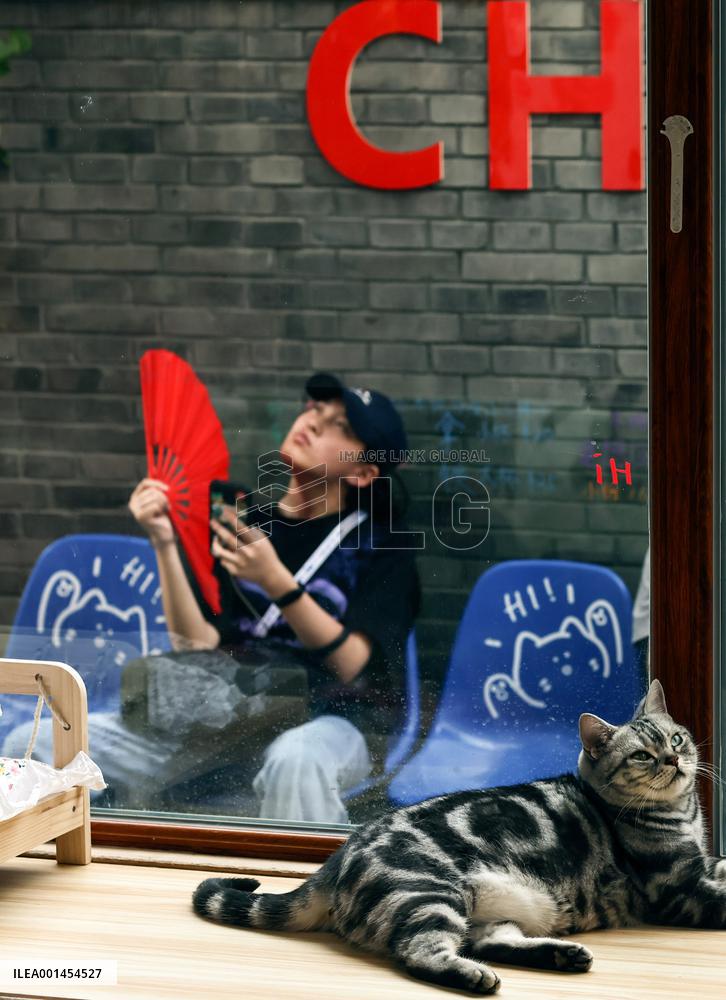 CHINA-BEIJING-DAILY LIFE-CAT CAFE (CN)
