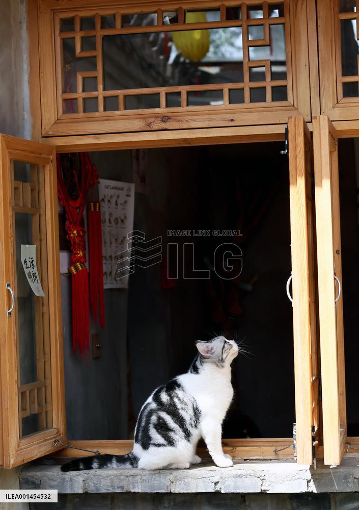 CHINA-BEIJING-DAILY LIFE-CAT CAFE (CN)