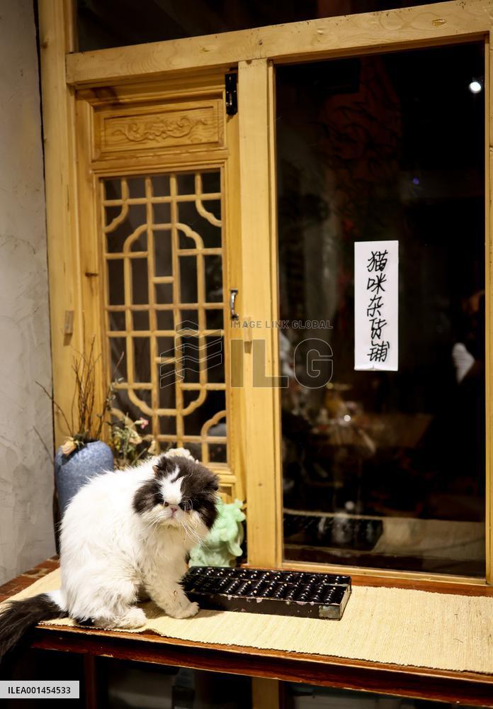 CHINA-BEIJING-DAILY LIFE-CAT CAFE (CN)