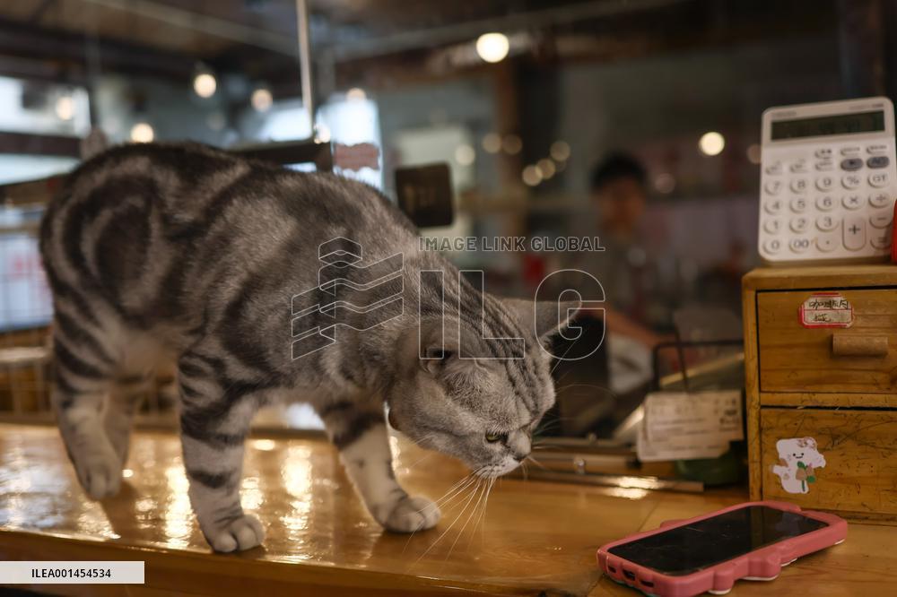 CHINA-BEIJING-DAILY LIFE-CAT CAFE (CN)