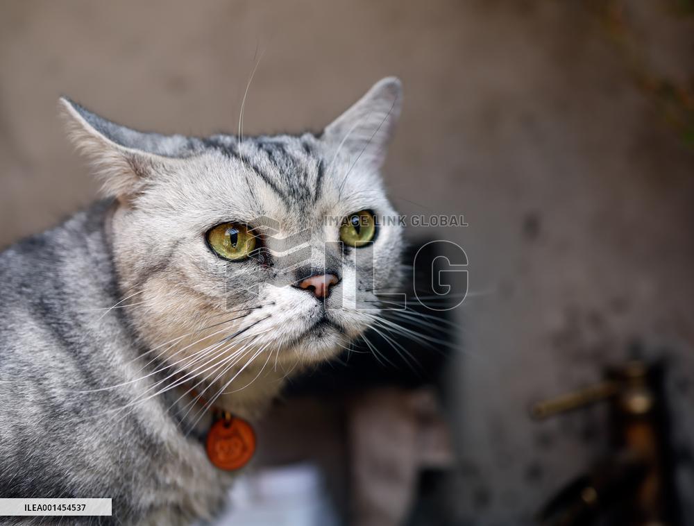 CHINA-BEIJING-DAILY LIFE-CAT CAFE (CN)