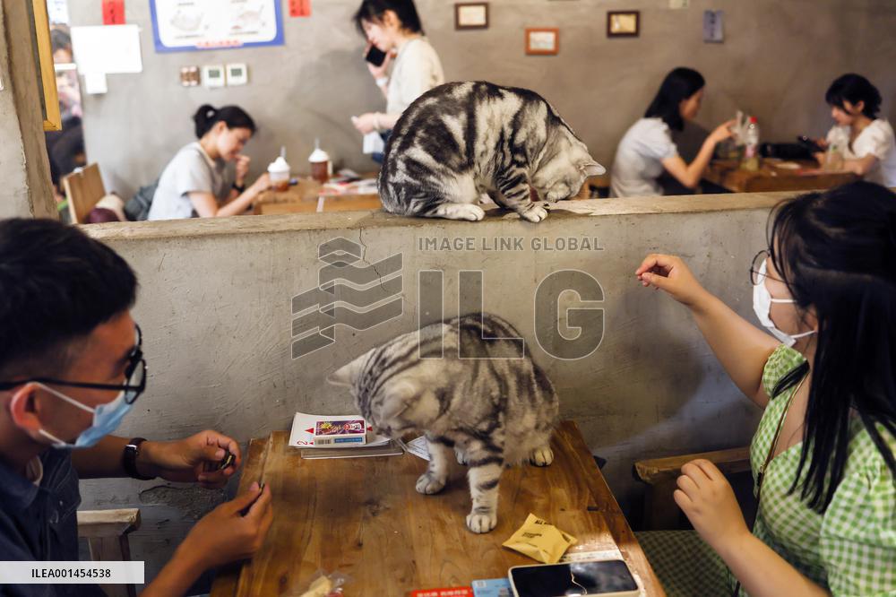 CHINA-BEIJING-DAILY LIFE-CAT CAFE (CN)