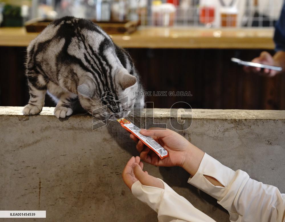 CHINA-BEIJING-DAILY LIFE-CAT CAFE (CN)