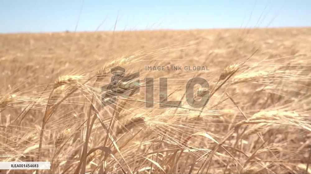 Syria could have better wheat harvest without obstruction from U.S., its allies, says official