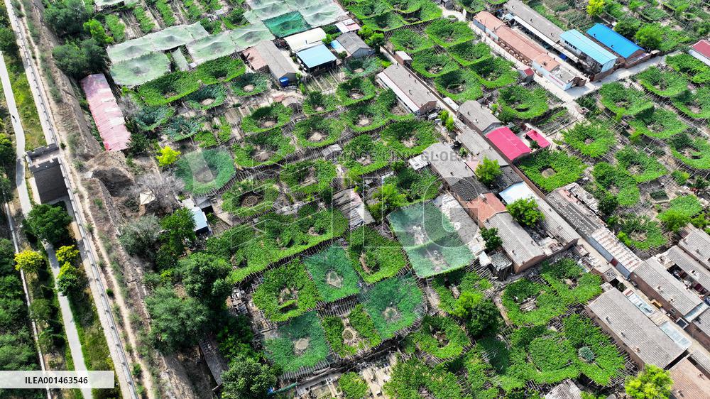 The World's Important Agricultural Cultural Heritage Grape Trellis In Zhangjiakou