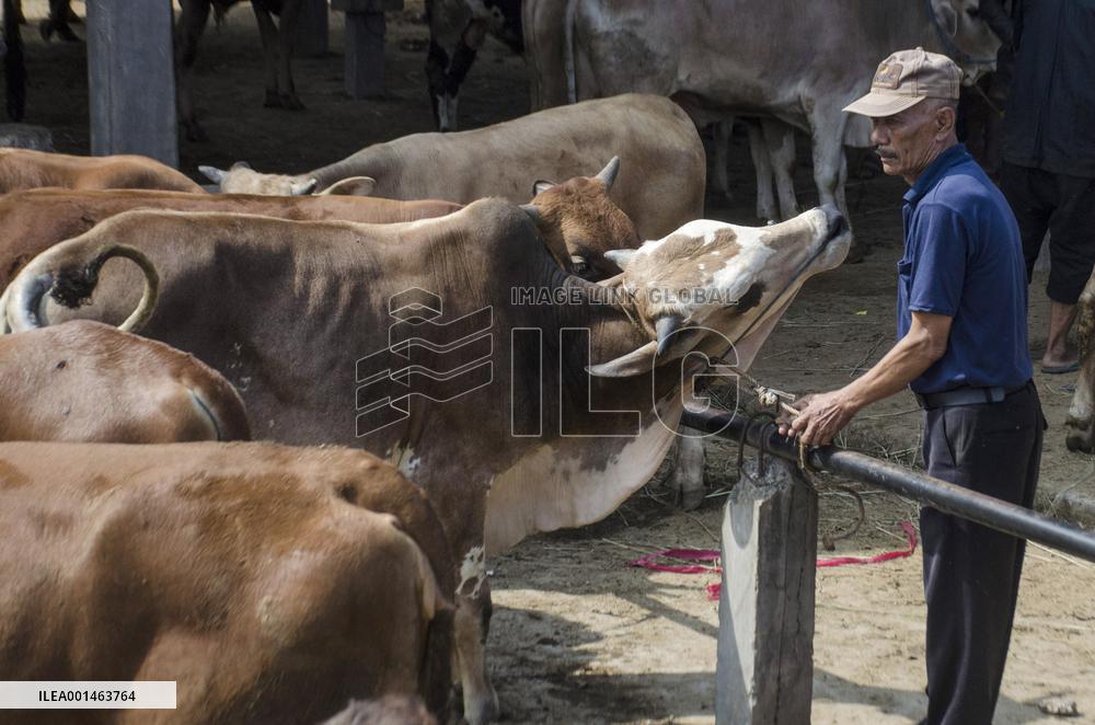 INDONESIA-SUMEDANG-EID AL-ADHA-PREPARATION-LIVESTOCK-MARKET