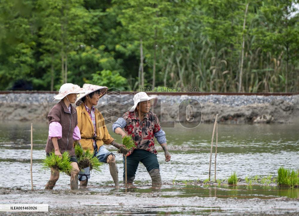 Farmer Plant Rice Seedings