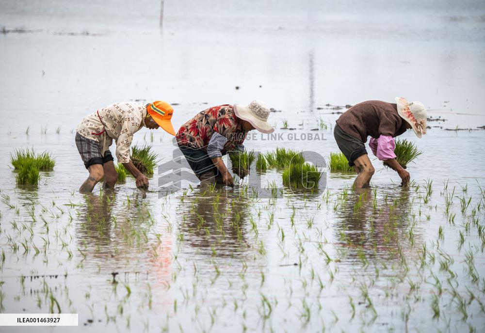 Farmer Plant Rice Seedings