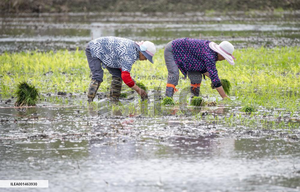 Farmer Plant Rice Seedings