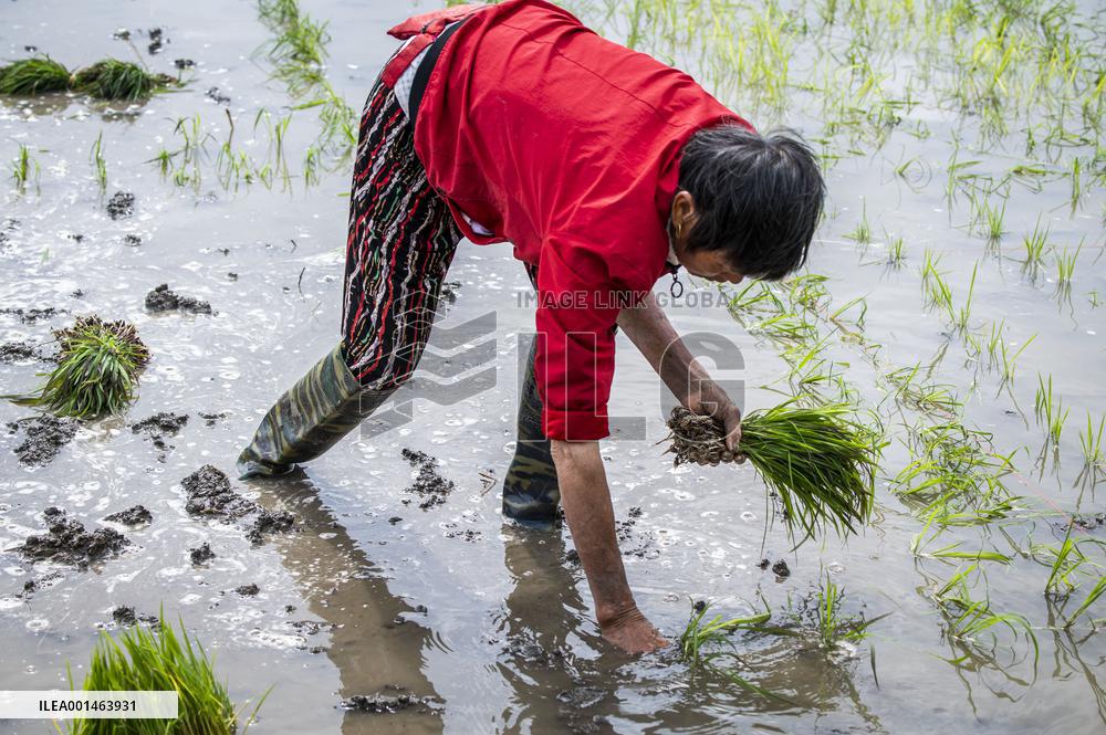 Farmer Plant Rice Seedings
