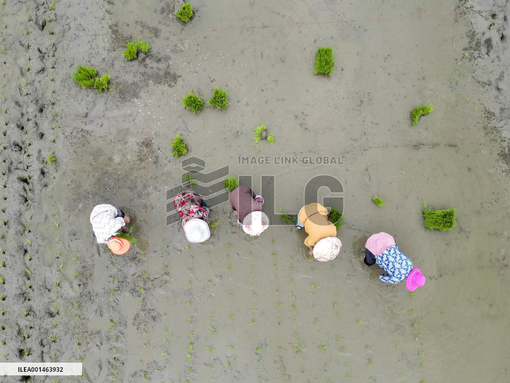 Farmer Plant Rice Seedings