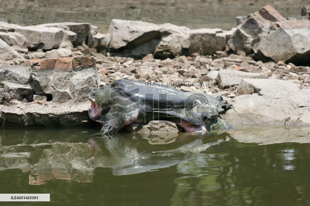 CHINA-SWINHOE'S TURTLE-SPECIES