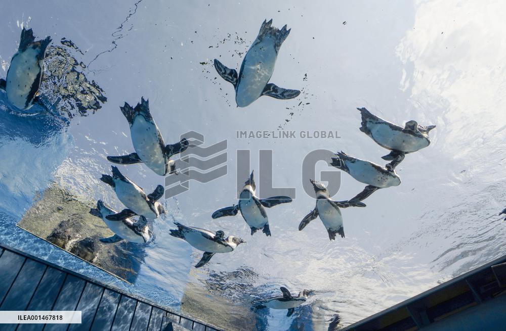 Penguins at Tokyo aquarium