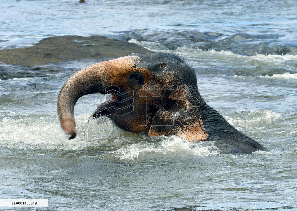 SRI LANKA-ELEPHANT-BATHING