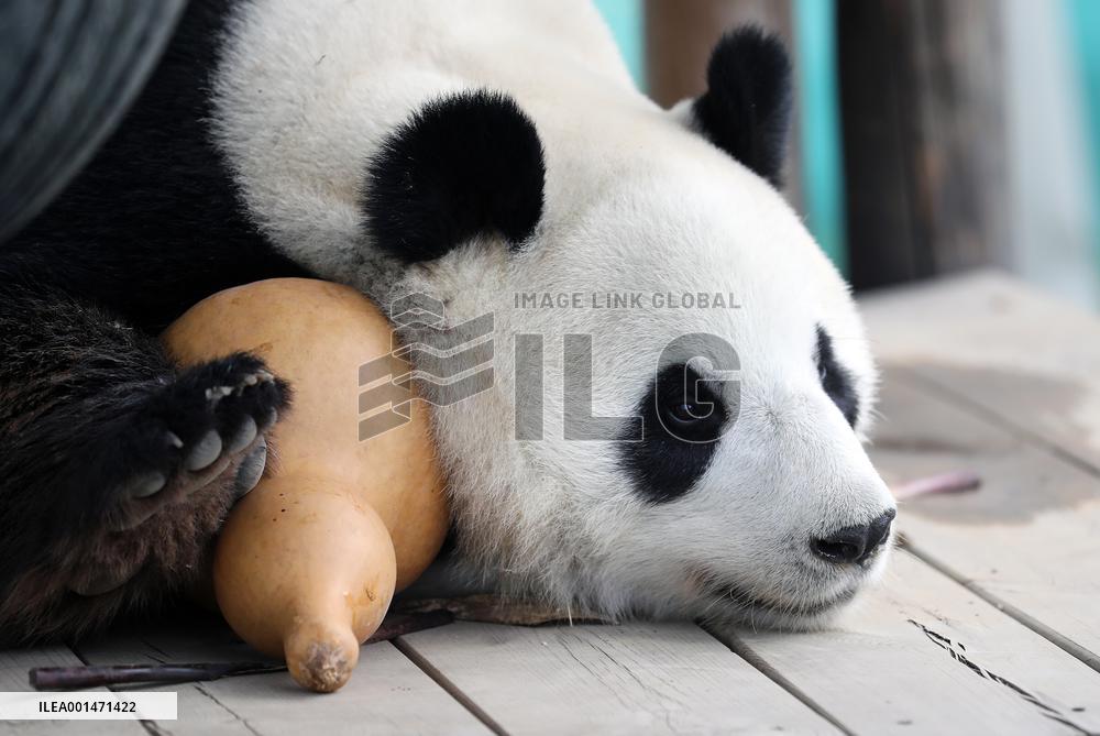 CHINA-LIAONING-ANSHAN-GIANT PANDA (CN)