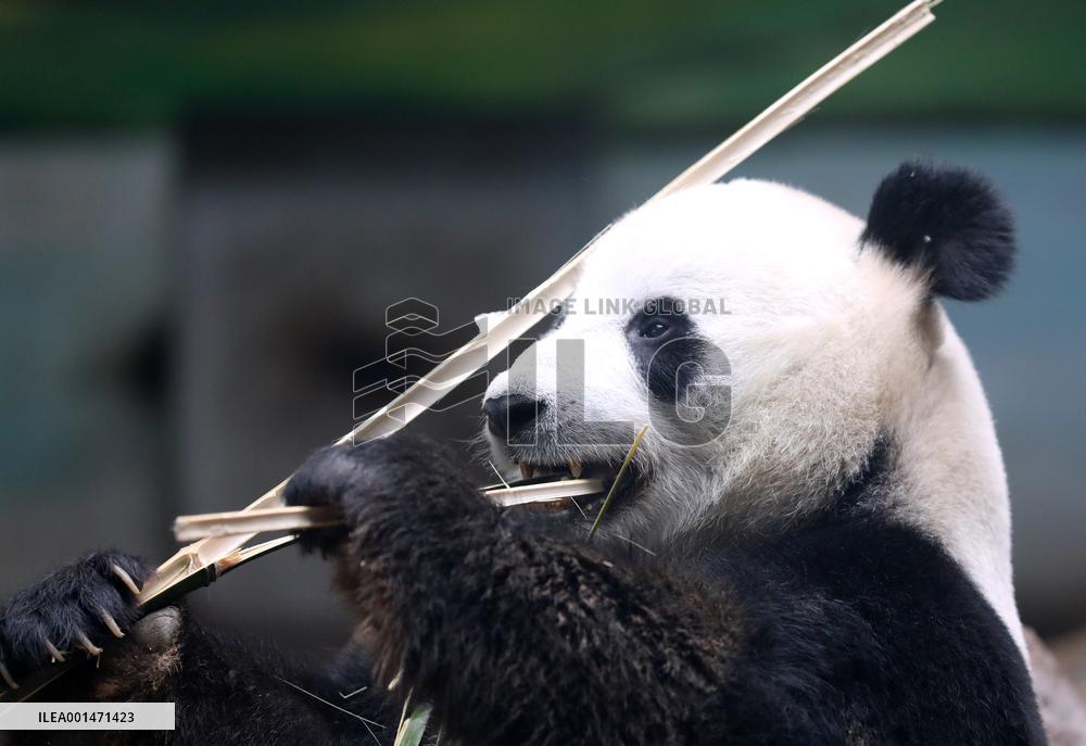 CHINA-LIAONING-ANSHAN-GIANT PANDA (CN)