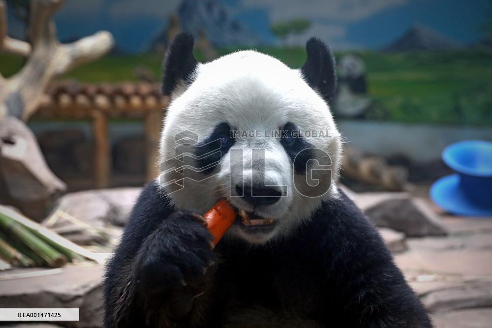CHINA-LIAONING-ANSHAN-GIANT PANDA (CN)