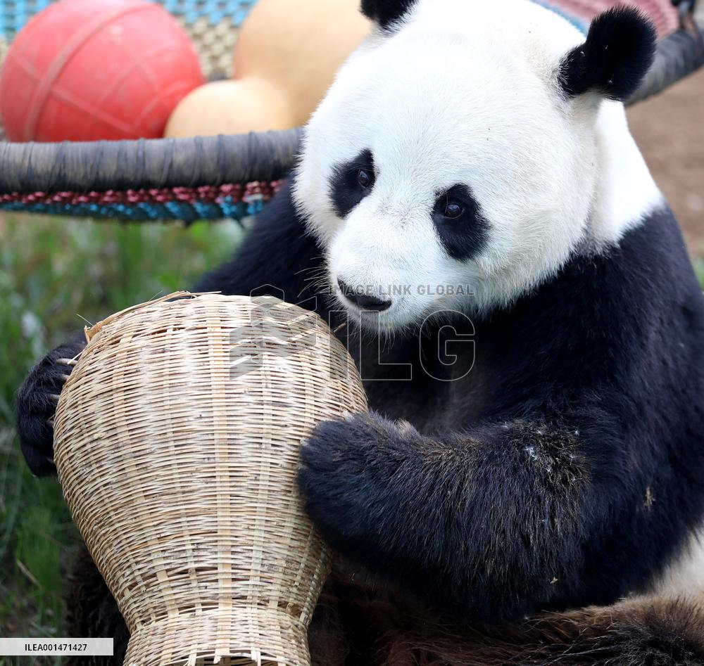 CHINA-LIAONING-ANSHAN-GIANT PANDA (CN)