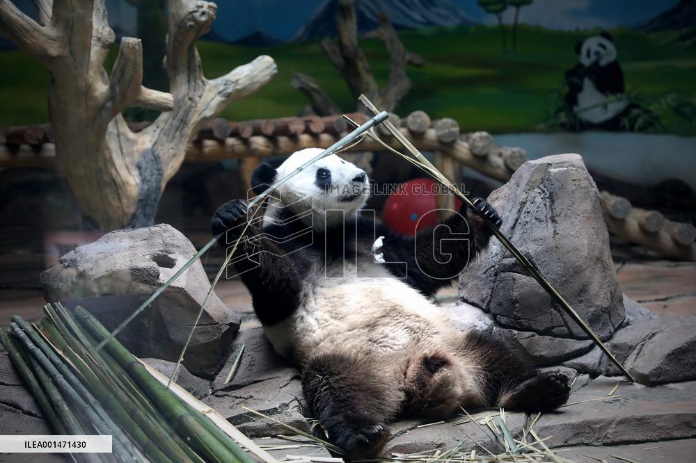 CHINA-LIAONING-ANSHAN-GIANT PANDA (CN)
