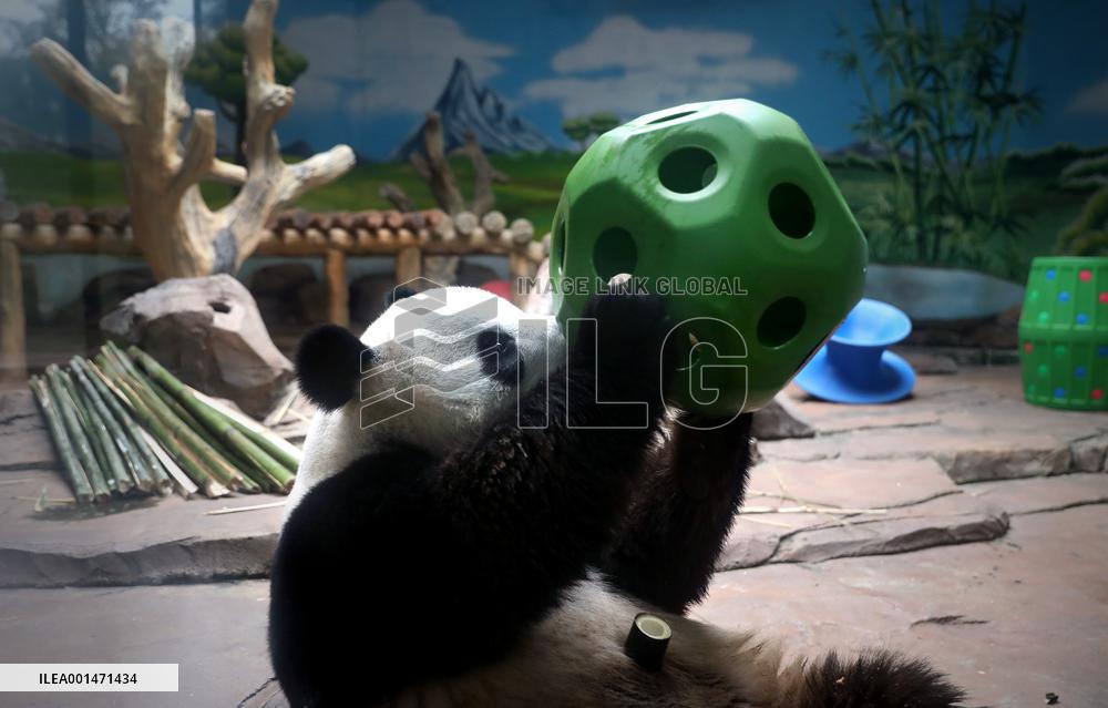 CHINA-LIAONING-ANSHAN-GIANT PANDA (CN)