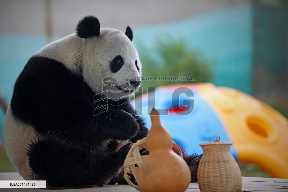 CHINA-LIAONING-ANSHAN-GIANT PANDA (CN)