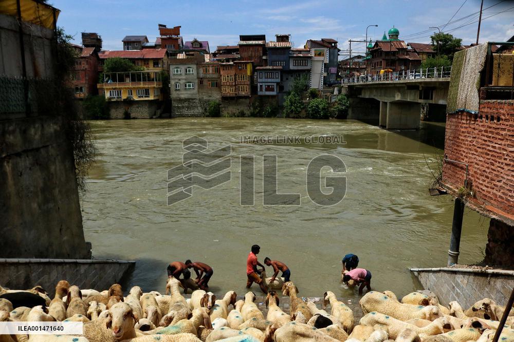 Eid al-Adha Celebration - Kashmir