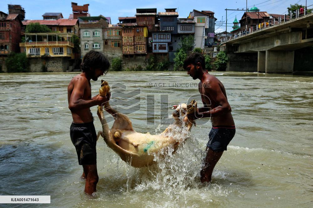 Eid al-Adha Celebration - Kashmir