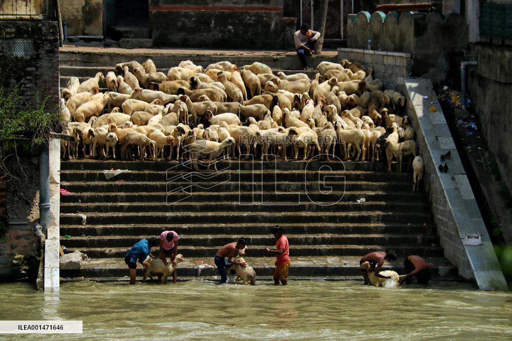 Eid al-Adha Celebration - Kashmir