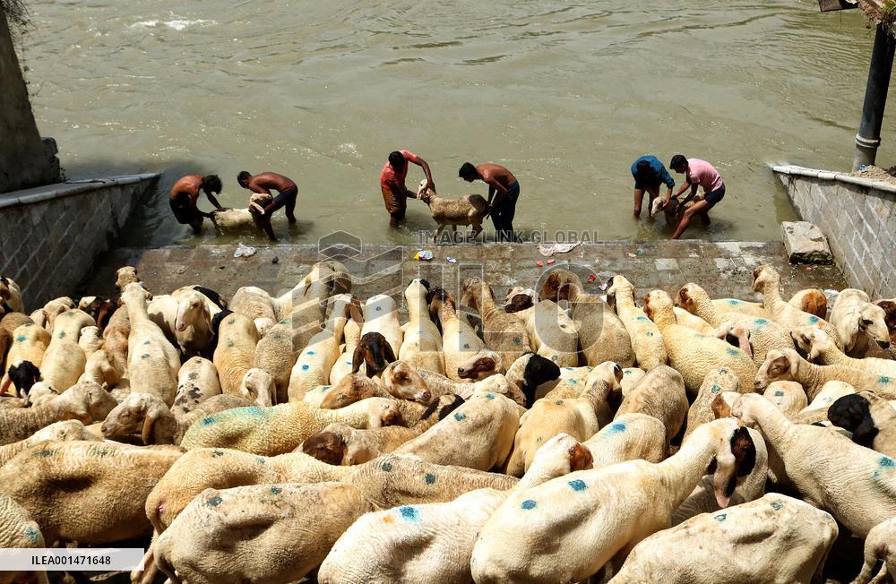 Eid al-Adha Celebration - Kashmir