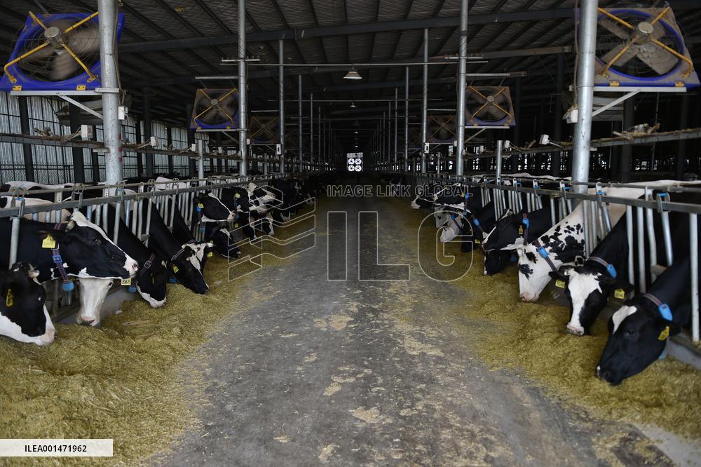 Modern Dairy Farm