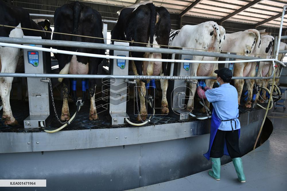 Modern Dairy Farm