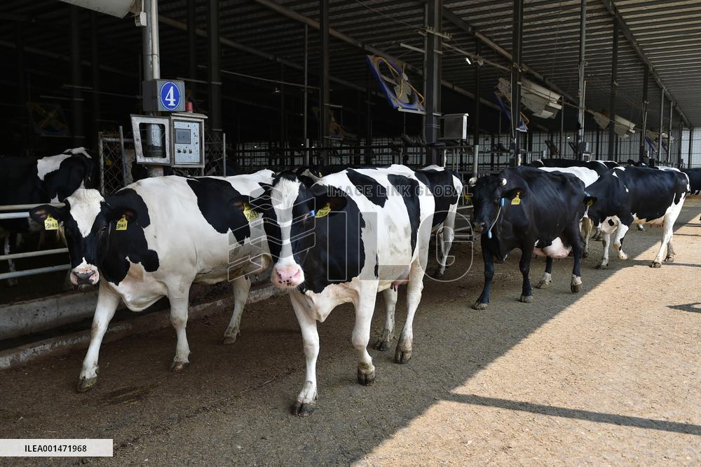 Modern Dairy Farm