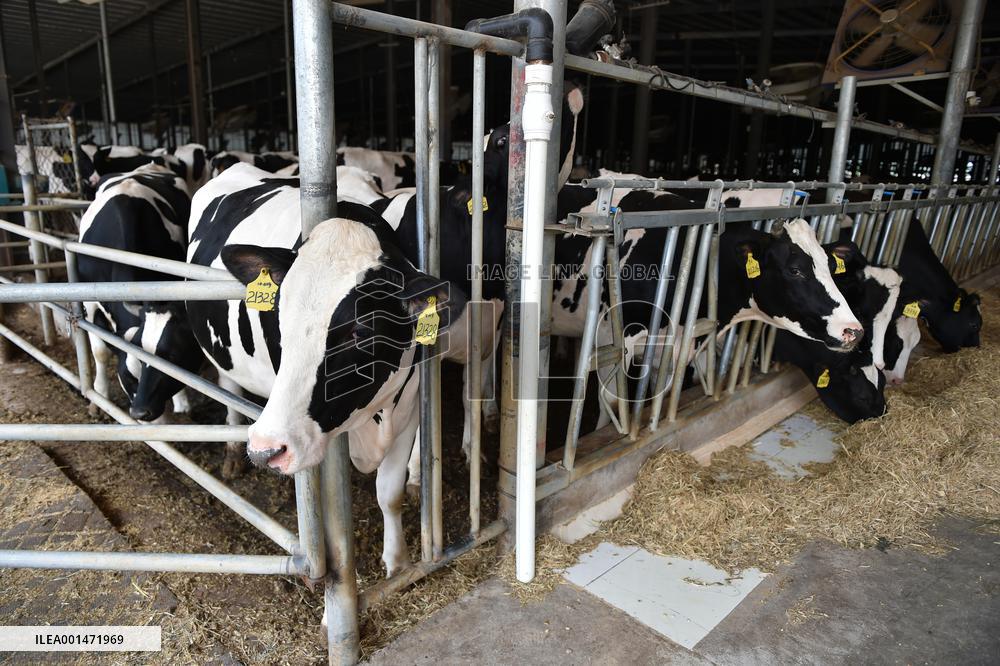 Modern Dairy Farm