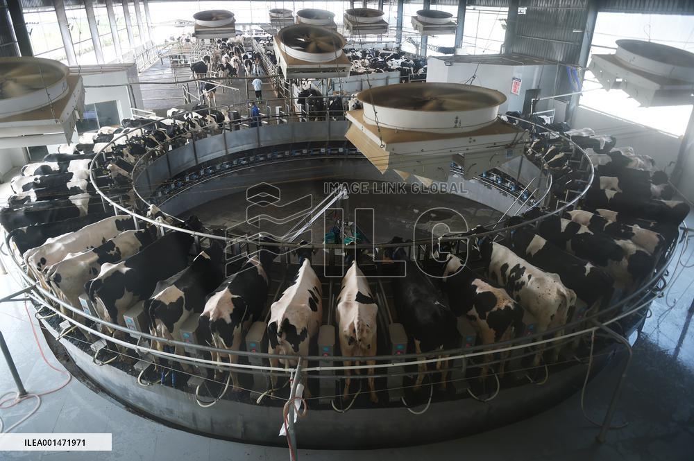 Modern Dairy Farm