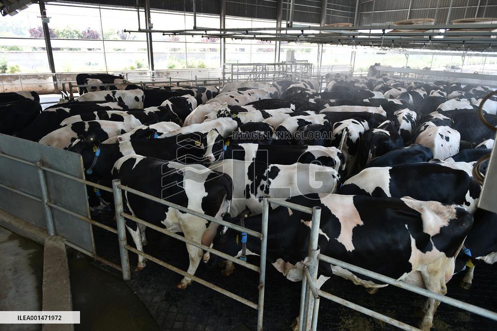 Modern Dairy Farm