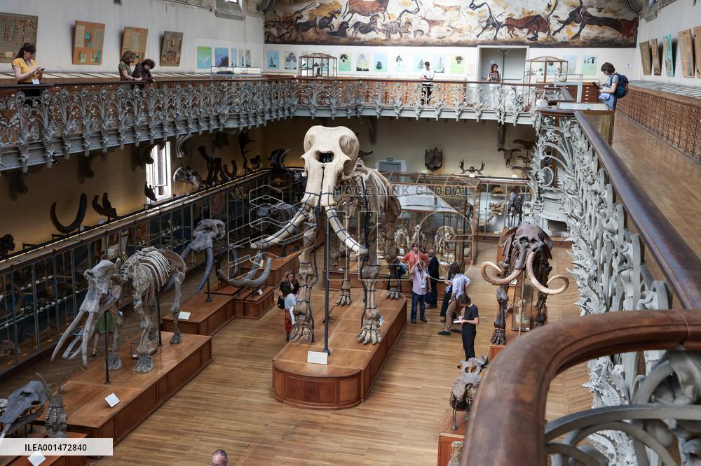 Restored Durfort Mammoth At National Museum Of Natural History - Paris