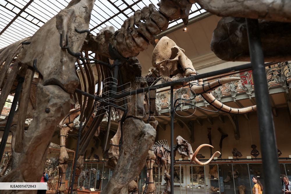 Restored Durfort Mammoth At National Museum Of Natural History - Paris