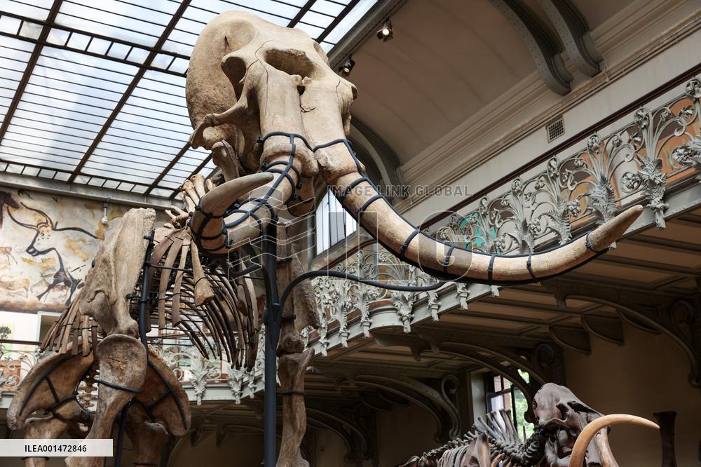 Restored Durfort Mammoth At National Museum Of Natural History - Paris