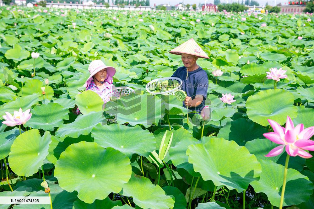 Lotus Pond