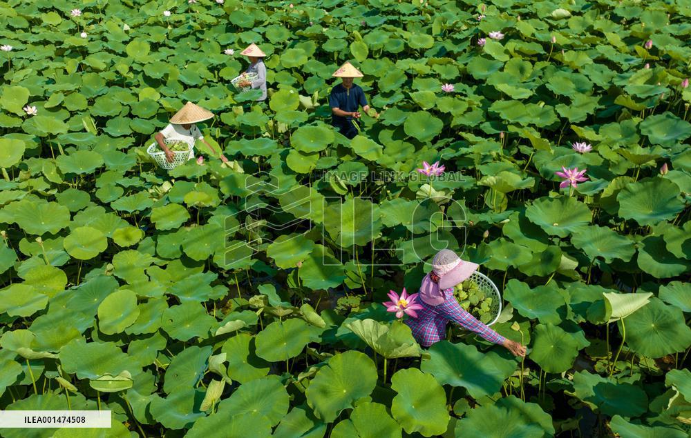 Lotus Pond