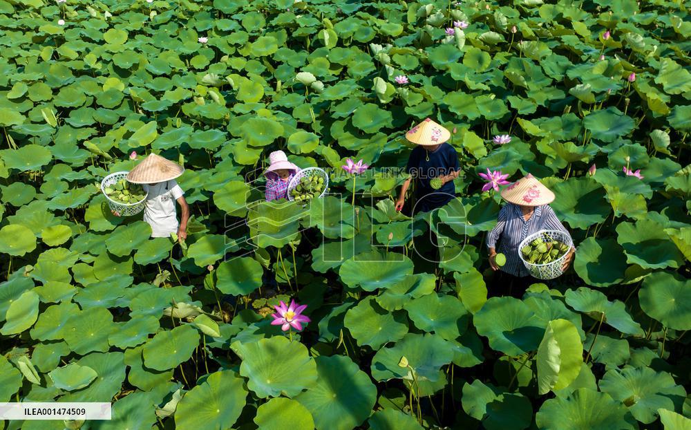Lotus Pond