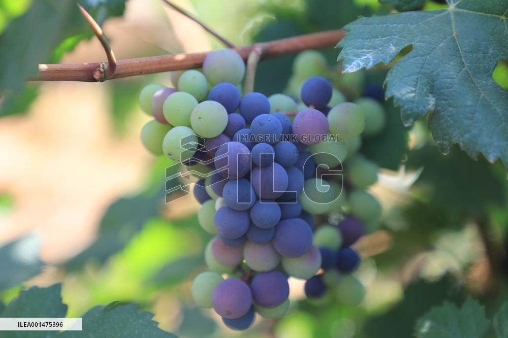 TANZANIA-DODOMA-WINE