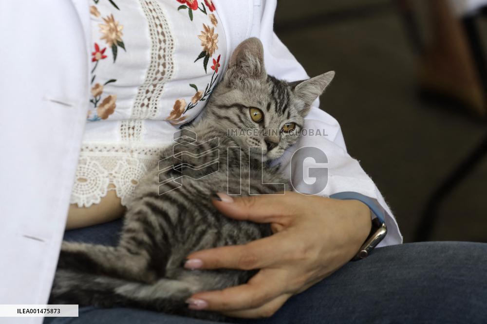 Anti-Rabies Campaign Begins - Mexico City