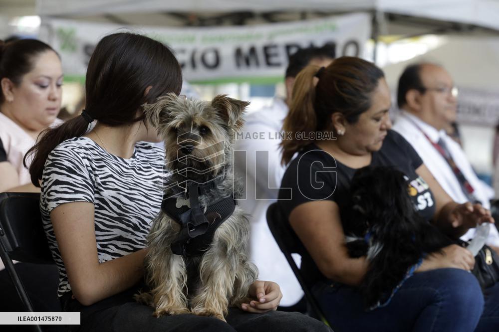 Anti-Rabies Campaign Begins - Mexico City